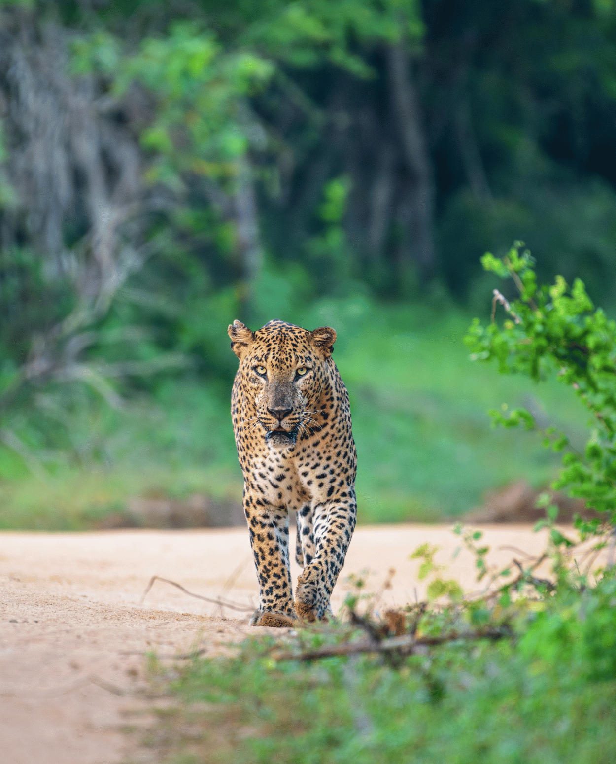 Wildlife safari