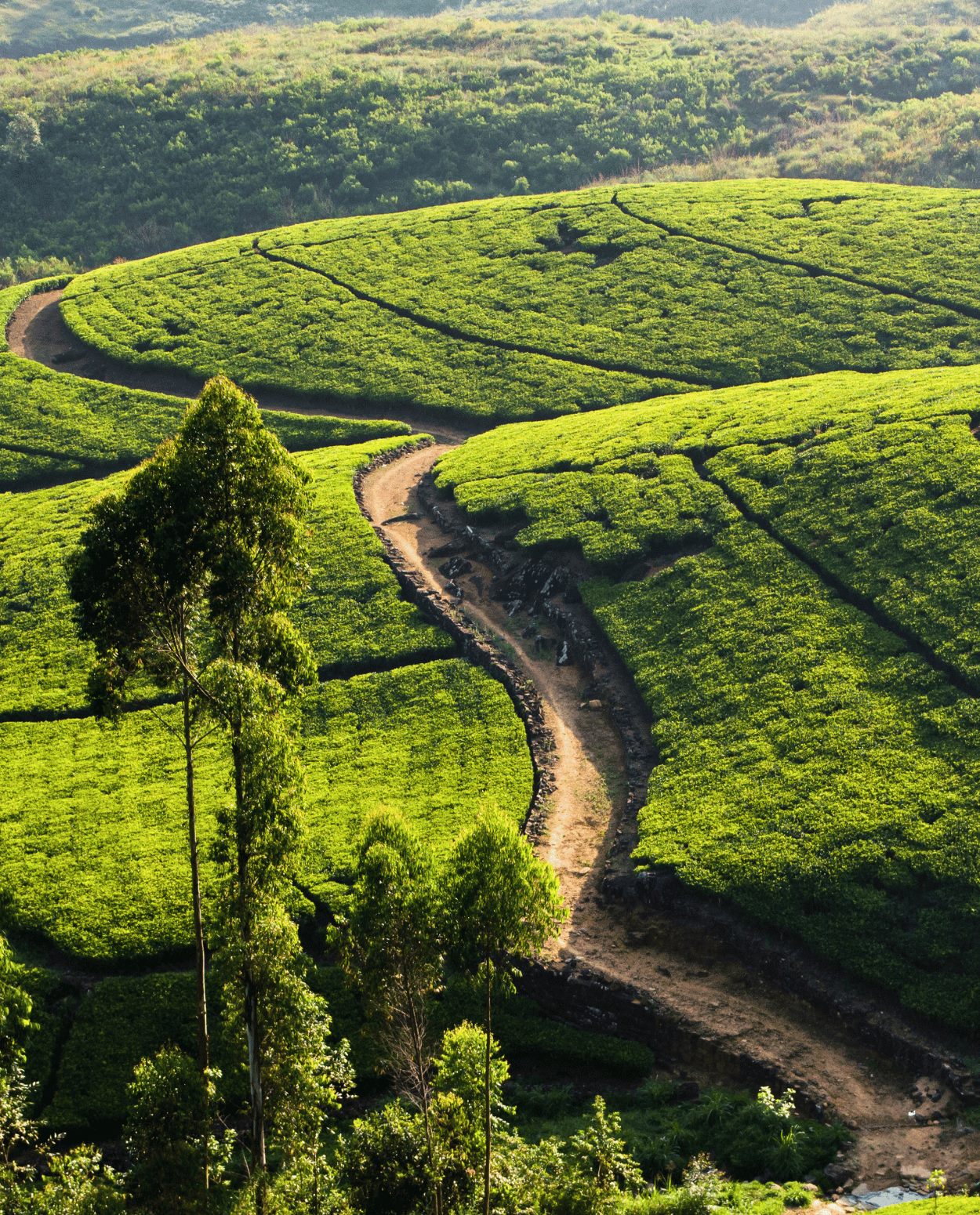 Luxury Ceylon Tea Trail